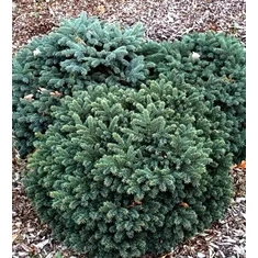 Picea fajták
