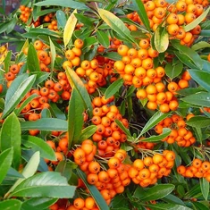Pyracantha fajták