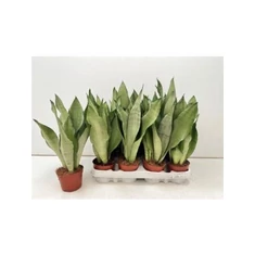 Sansevieria fajták