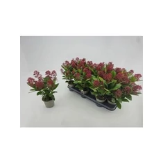 Skimmia fajták