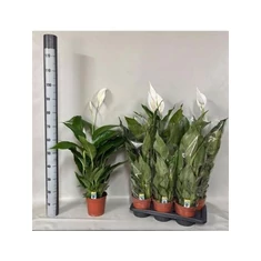 Spathiphyllum fajták