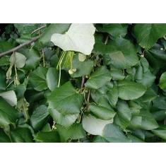 Tilia fajták
