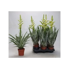 Tillandsia fajták