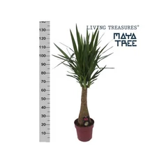 Yucca fajták