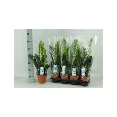 Zamioculcas fajták