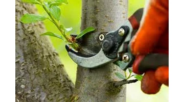 Miért fontos a metszés?