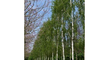 A nyírfák (Betula nemzetség) – A kert elegáns díszei