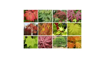 Acer fajták – Díszjuharok a kertek ékei