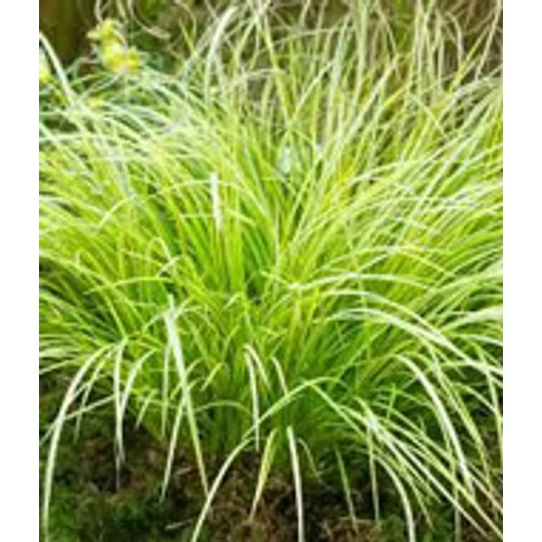 Acorus gramineus Ogon 9x9-es cserépben