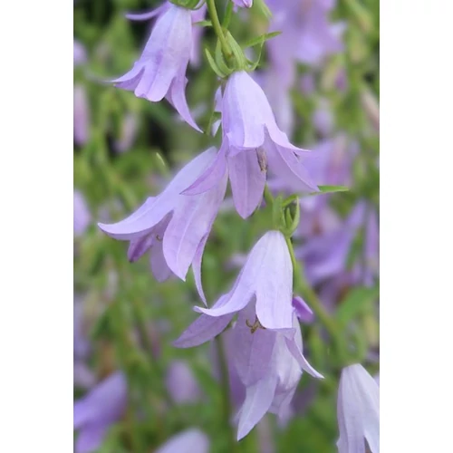 Adenophora stricta subsp. confusa 'Hemelstrahling' (Csengettyűvirág)