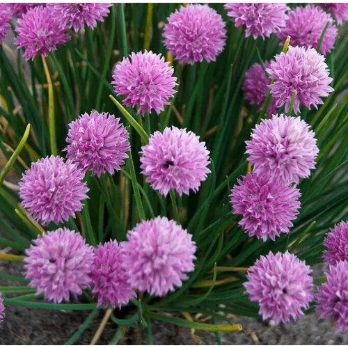 Allium schoenoprasum – Metélőhagyma