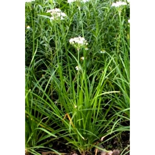 Allium tuberosum – Metélőfokhagyma