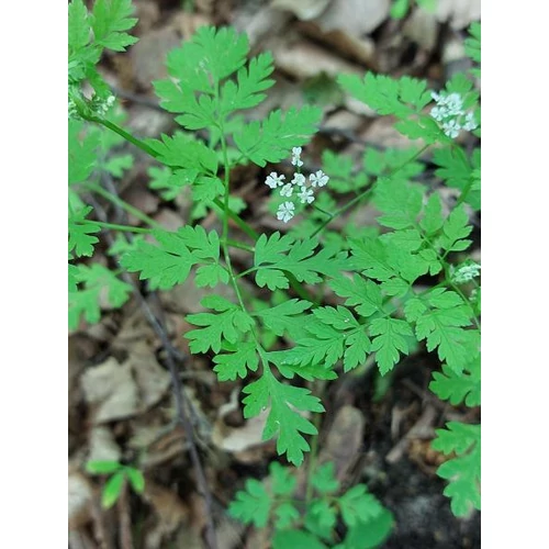 Anthriscus cerefolium – Zamatos turbolya
