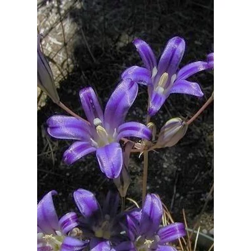 Brodiaea ‘Hyacinth California’ – Brodiaea