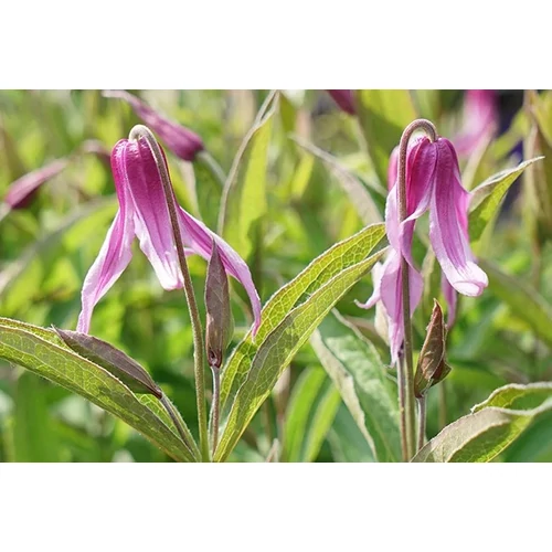 Clematis 'Hanajima' – Kúszó növény
