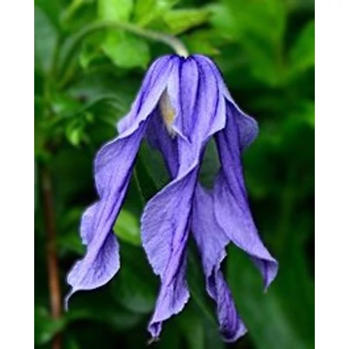 Clematis 'Little Artist'