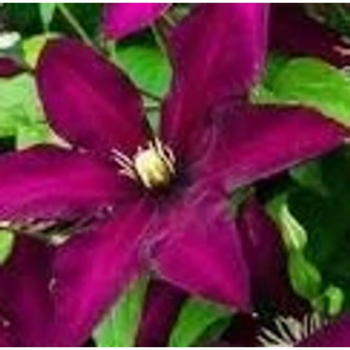 Clematis 'Polonia Restituta'