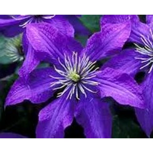 Clematis 'Rhapsody'