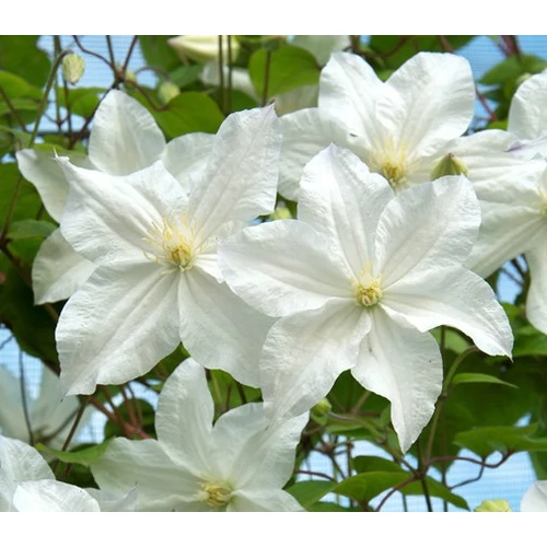 Clematis 'Snow Storm'
