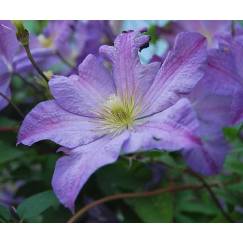 Clematis 'Solina'