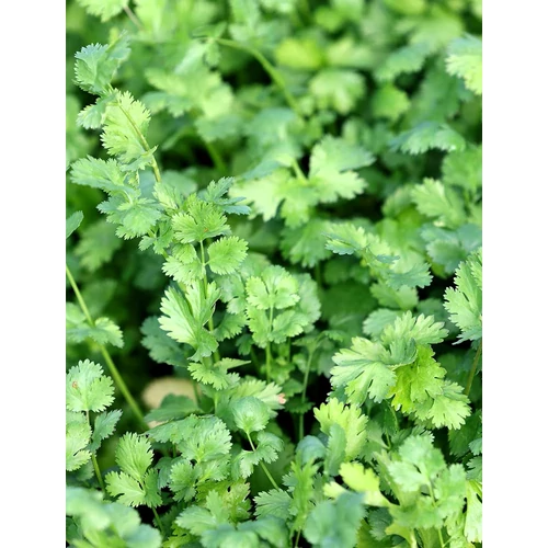 Coriandrum sativum – Koriander