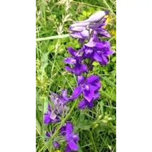 Delphinium ajacis – Egynyári szarkaláb