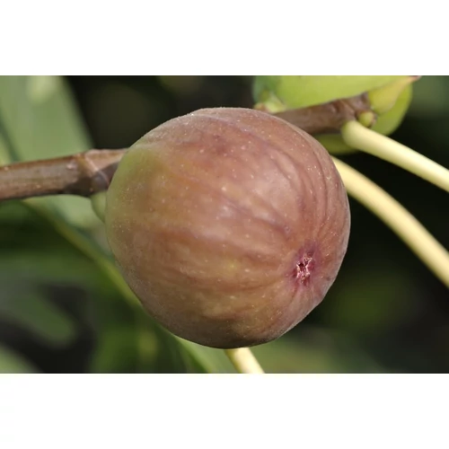Ficus carica 'Madeleine 2 Saisons' kétszer termő füge