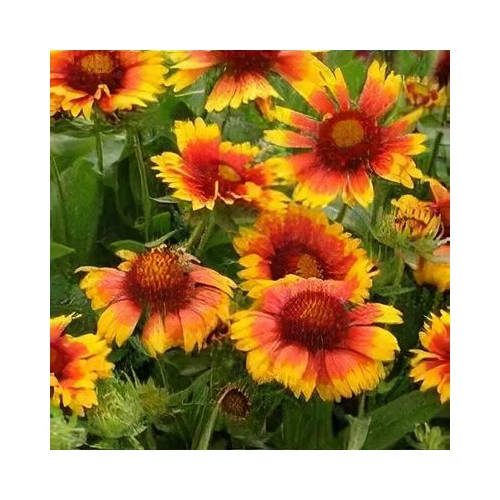 Gaillardia × grandiflora 'Arizona Apricot' (Nagyvirágú kokárdavirág)