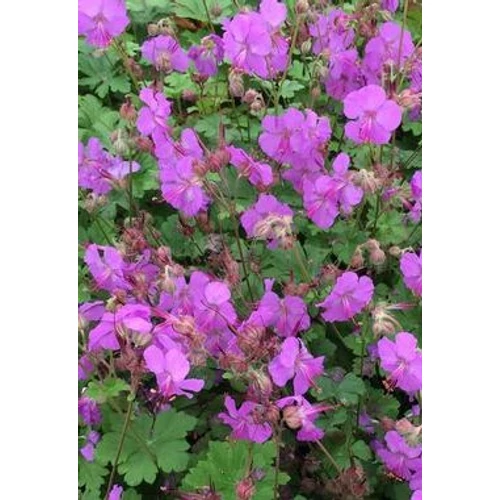 Geranium cantabrigense 'Karmina' (Angol gólyaorr)