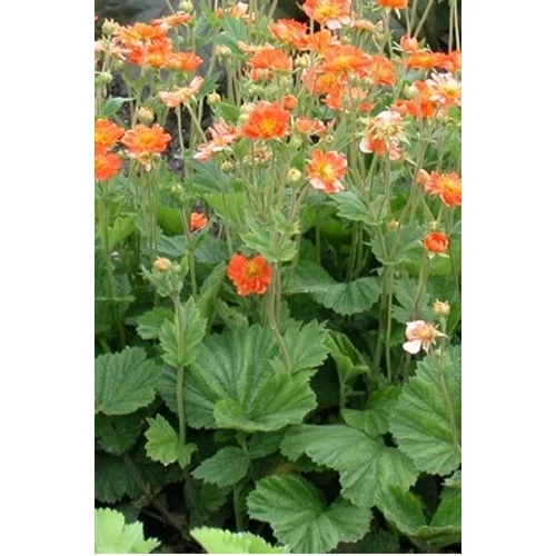 Geum coccineum 'Borisii' (Skarlátvörös gyömbérgyökér)