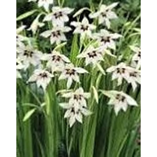 Gladiolus callianthus (Acidanthera bicolor) – Illatos kardvirág
