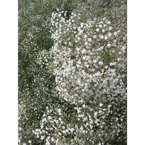 Gypsophila paniculata 'Snowflake' (Buglyos fátyolvirág) 