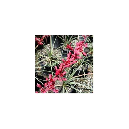 Hesperaloe parviflora - Piros virágú jukka