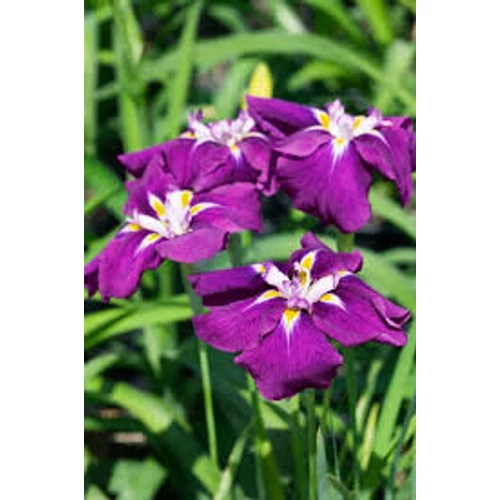Iris ensata ‘Amethyst’ – Japán nőszirom