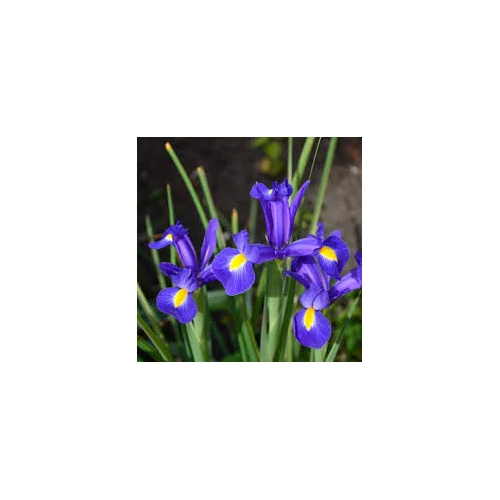 Iris hollandica – Holland nőszirom