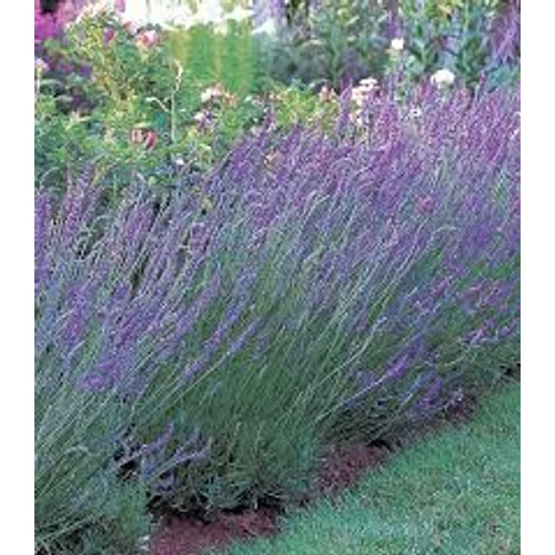 Lavandula × intermedia 'Grosso' (Angol levendula)