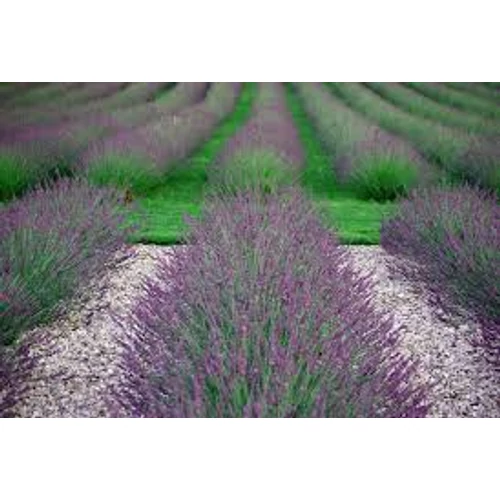 Lavandula × intermedia 'Pure Platinum' (Angol levendula)