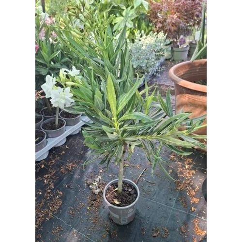 Nerium oleander Törzses fehér
