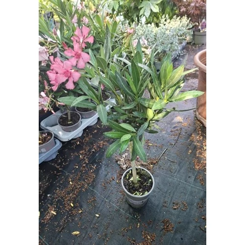 Nerium oleander – Törzses rózsaszín leander
