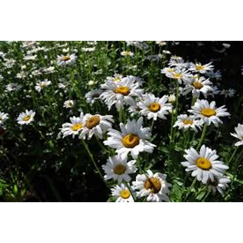 Leucanthemum × superbum 'Becky' (Margaréta)