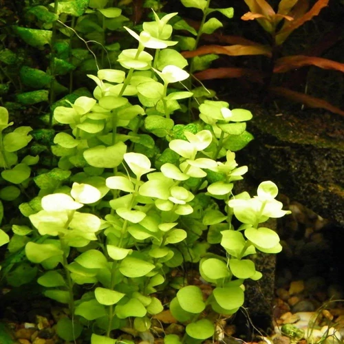 Lysimachia nummularia aurea - Pénzlevelű lizinka