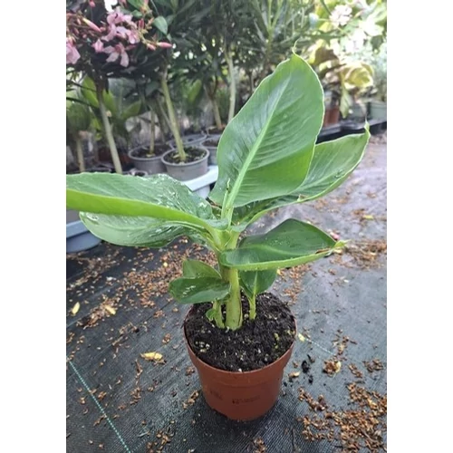 Musa tropicana