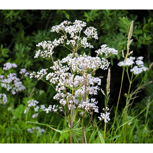 Pimpinella anisum – Ánizs