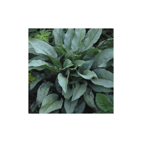 Pulmonaria  'Majesté' (Tüdőfű)