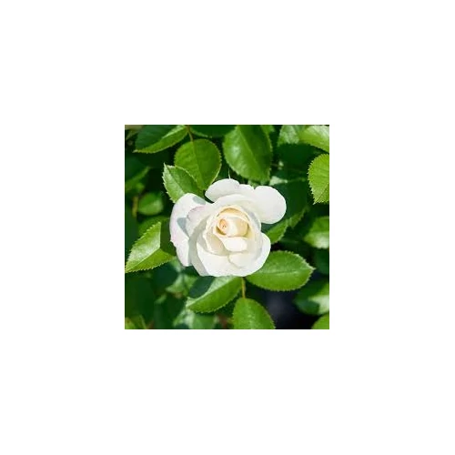 Rosa 'Baby Schneewittchen'®