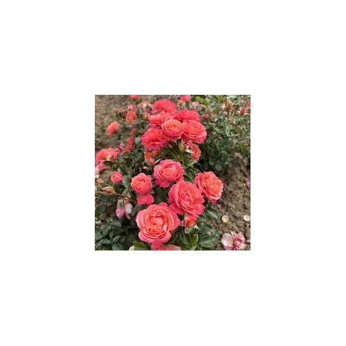 Rosa 'Coral Lions-Rose'®