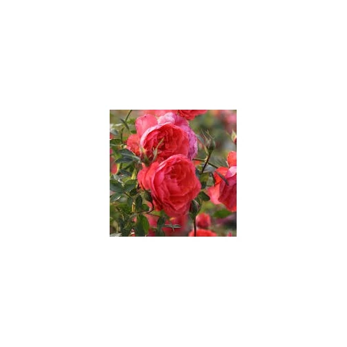 Rosa 'Heidesinfonie'