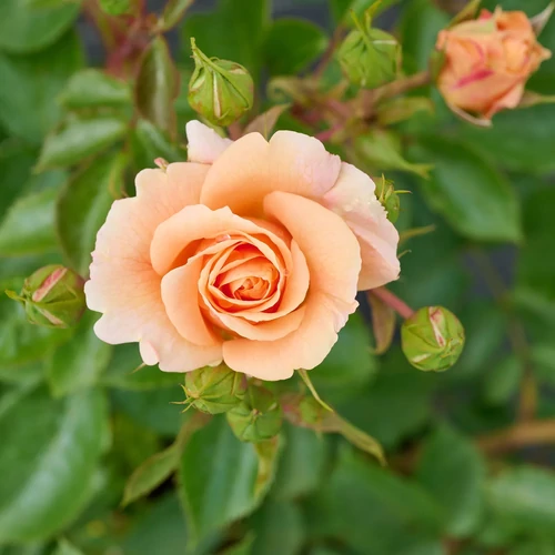 Rosa 'Impala'®