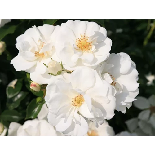 Rosa 'Innocencia'®