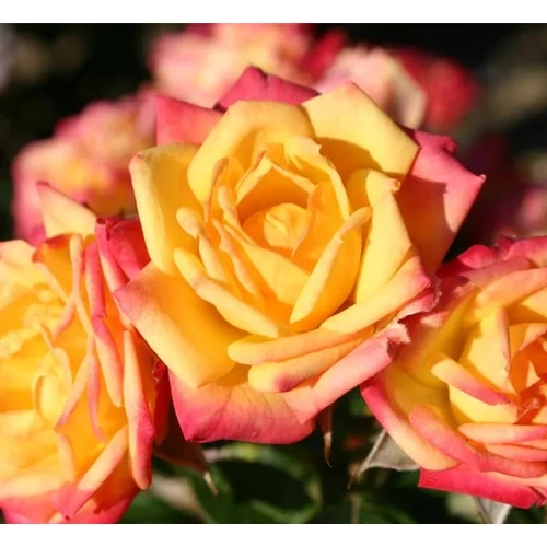 Rosa (mini) 'Little Sunset'®